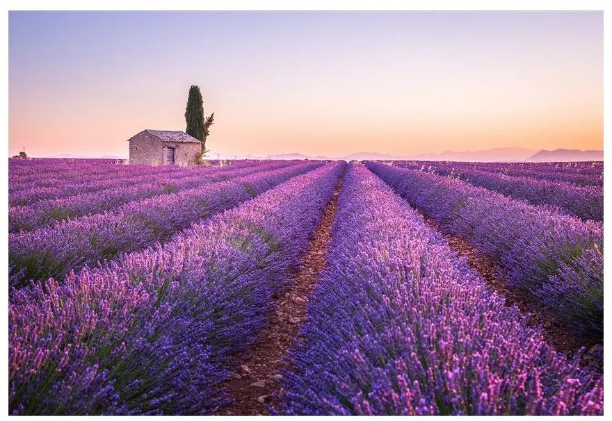 Fototapeta Vliesová Provence levandule 208x146 cm