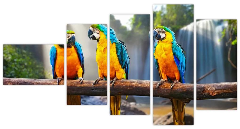Obraz - papagáje