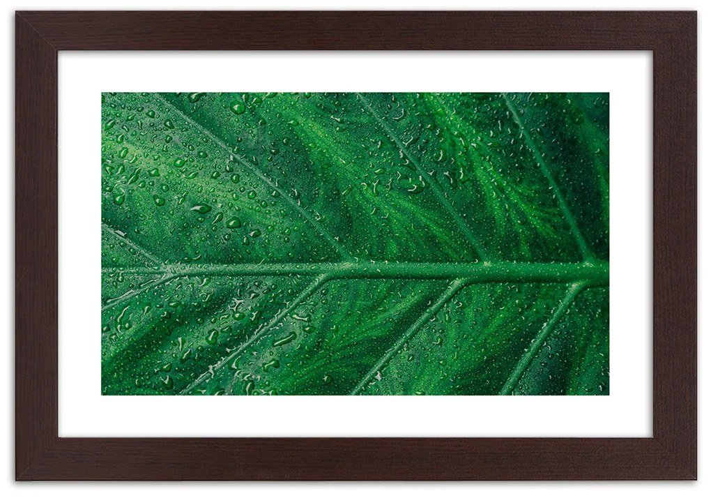 Gario Plagát Mokrý list v detailnom zábere Farba rámu: Bez rámu, Rozmery: 30 x 20 cm