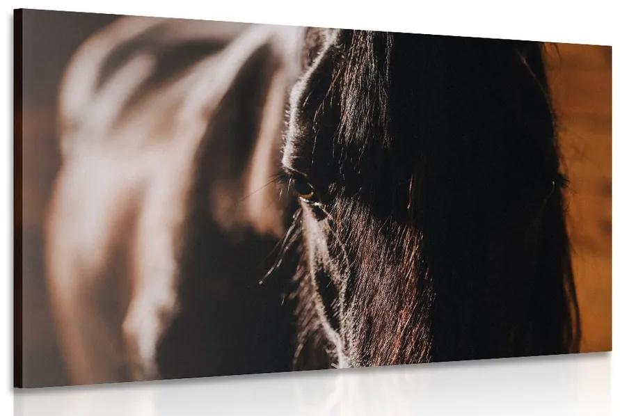 Obraz majestátny kôň Varianta: 90x60