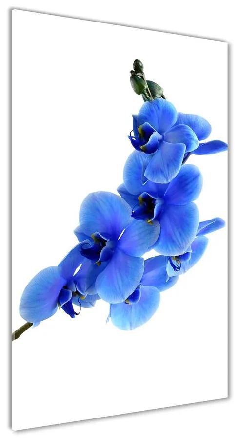 Foto obraz akrylový Modrá orchidea pl-oa-70x140-f-91549599