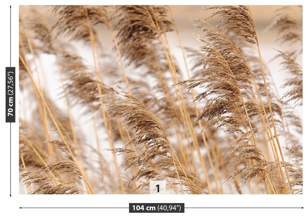 Fototapeta Vliesová Brown reed 152x104 cm