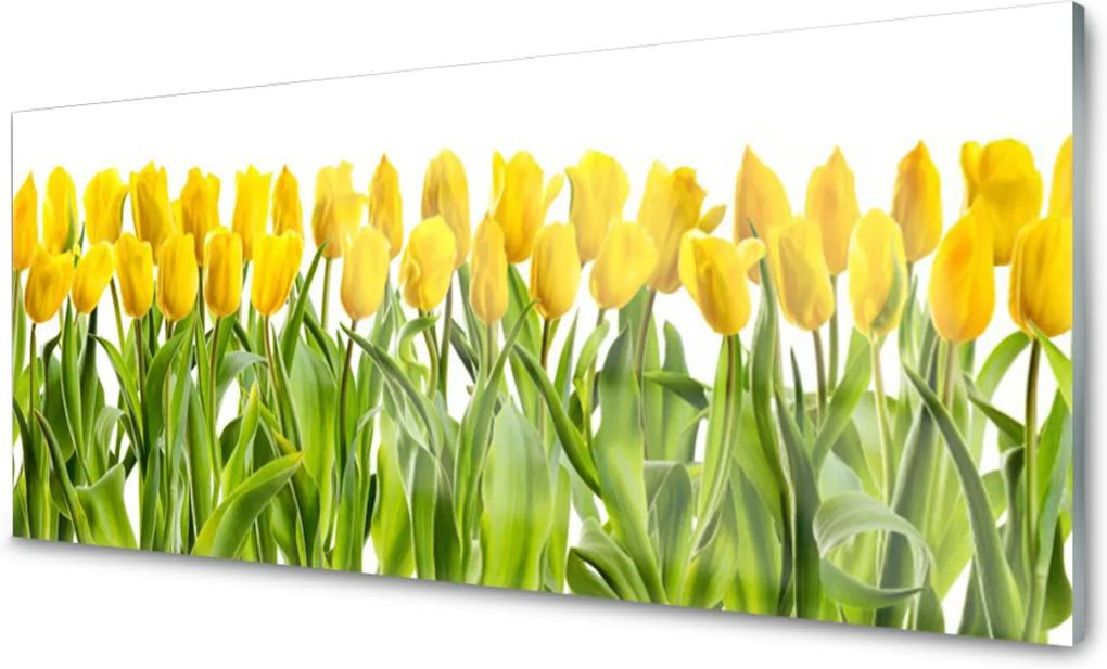 Skleněný obraz Tulipány květiny příroda