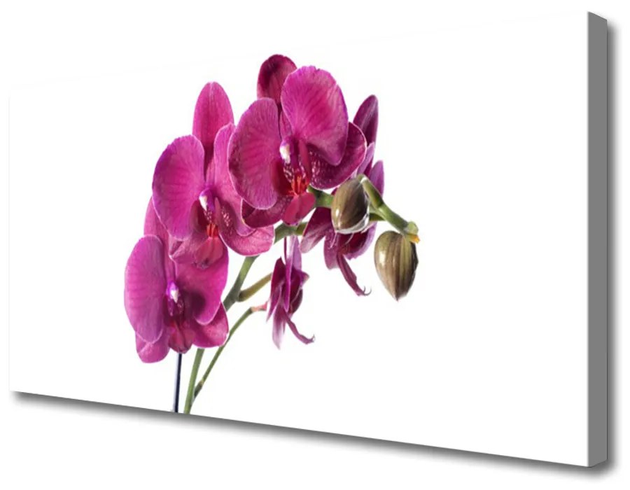 Obraz Canvas Orchidea kvety príroda 140x70 cm