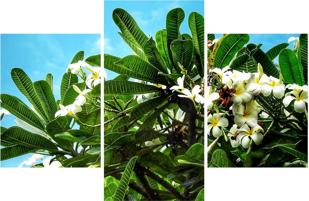 Obraz - Plumeria (90x60 cm)