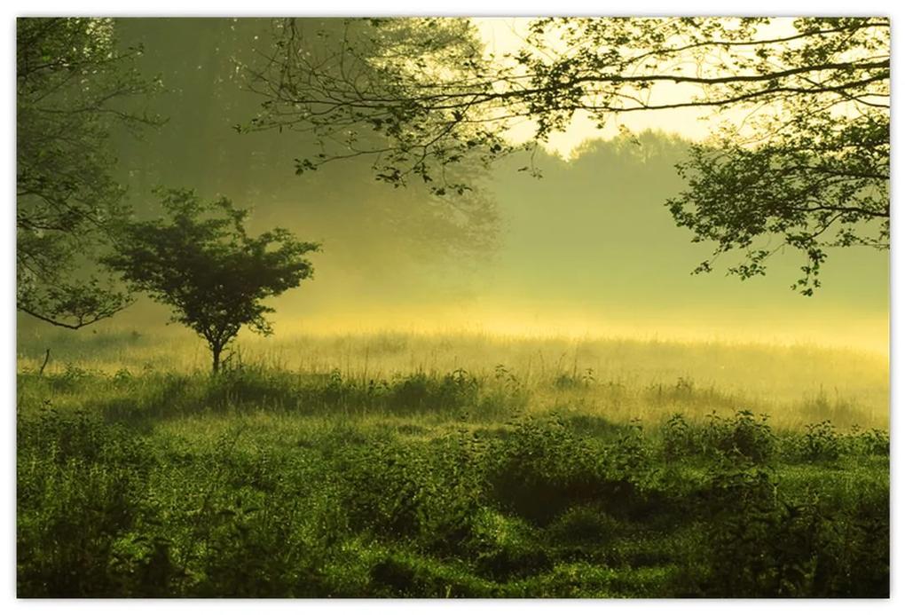 Obraz - Prebúdzajúci sa les (90x60 cm)