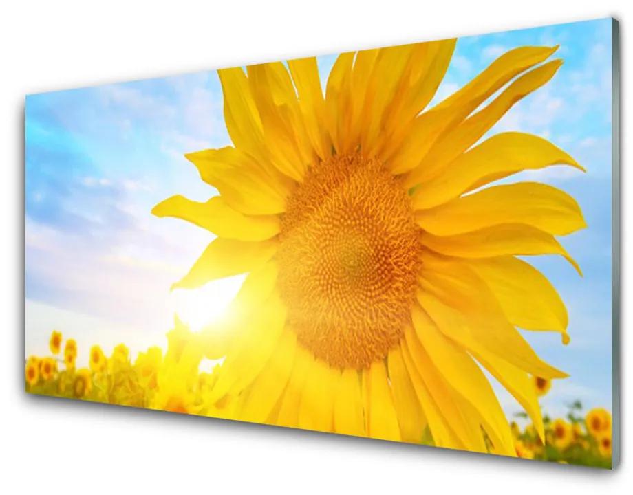 Sklenený obklad Do kuchyne Slnečnica kvet slnko 100x50cm