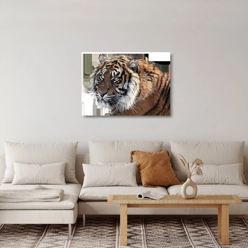 Sklenený obraz tigra (70x50 cm)