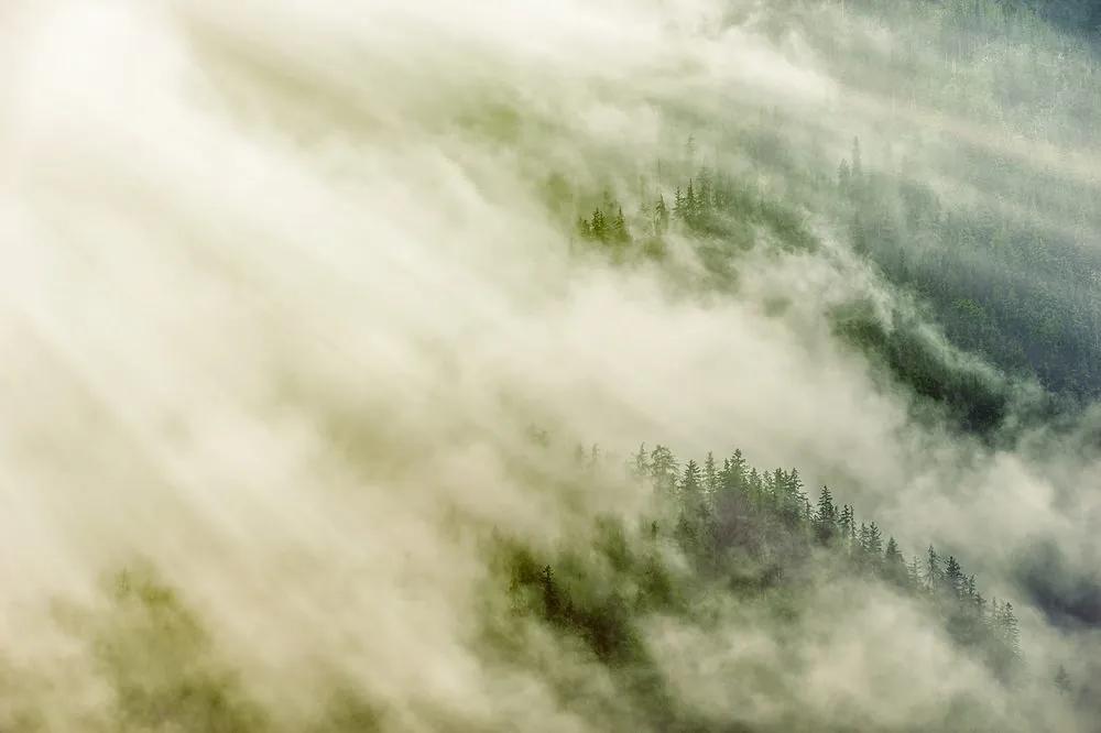 Samolepiaca fototapeta les zahalený do hmly