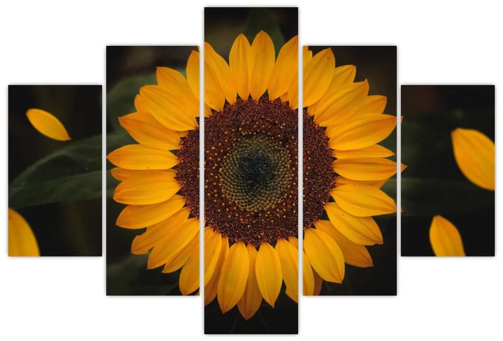 Obraz - Slnečnice a lístky kvetov (150x105 cm)