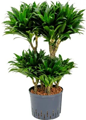 Dracaena fragrans "Compacta" 60-Carrousel 25/19 výška 100 cm