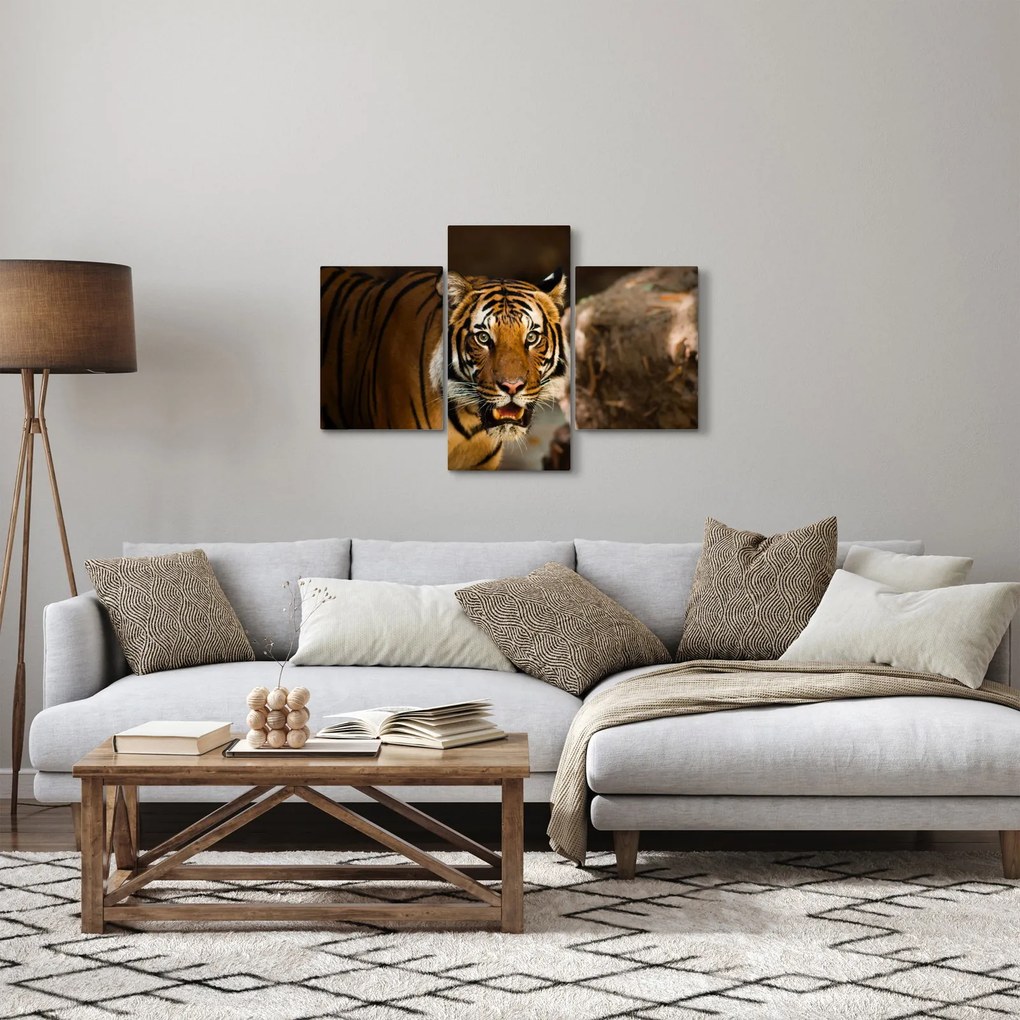 Obraz tigra (90x60 cm)