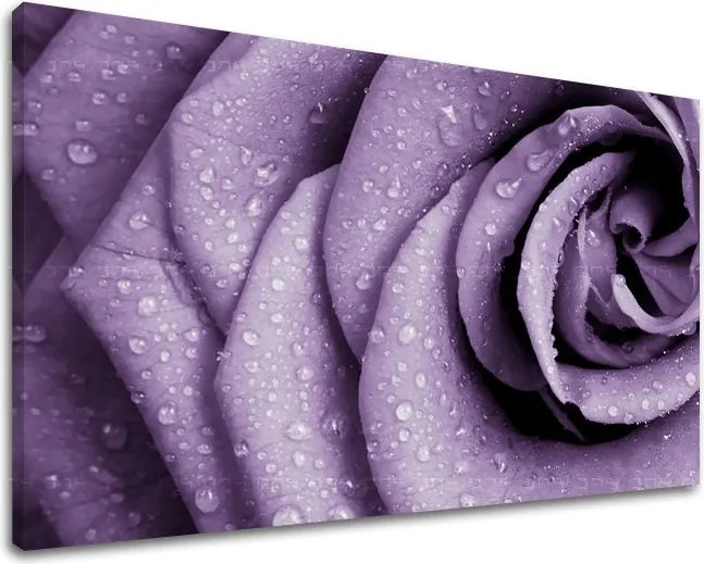 Obraz na stenu KVETY KV018E11 - 20x30 cm