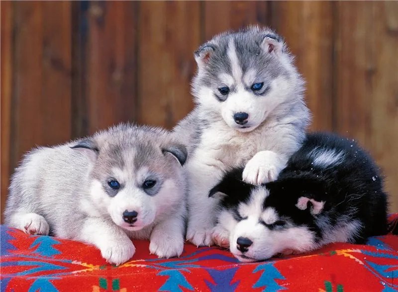 Ravensburger Puzzle Šteniatka Husky 200 XXL dielikov