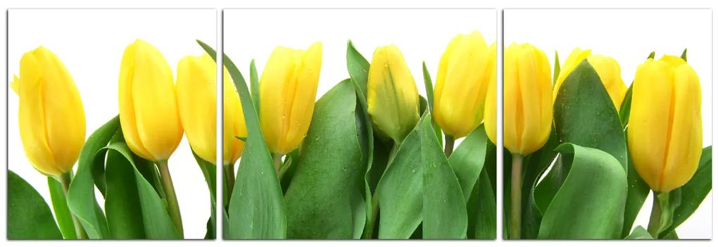 Obraz na plátne - Žlté tulipány - panoráma 503C (120x40 cm)