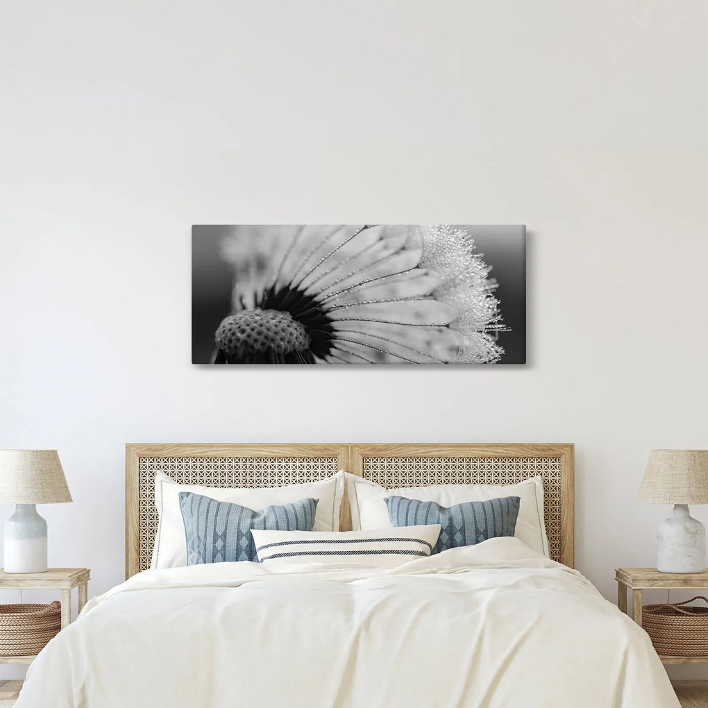 Obraz púpavy - čiernobiely (120x50 cm)