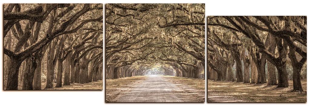Obraz na plátne - Historické dubové stromy lemované poľnou cestou - panoráma 5239FE (120x40 cm)