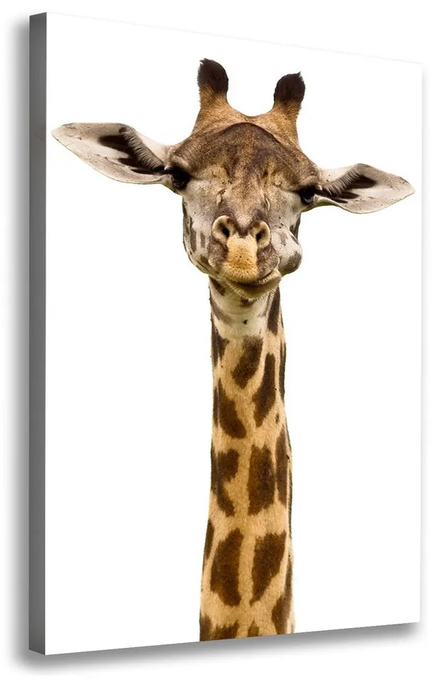 Moderný fotoobraz canvas na ráme Žirafa pl-oc-70x100-f-53003309