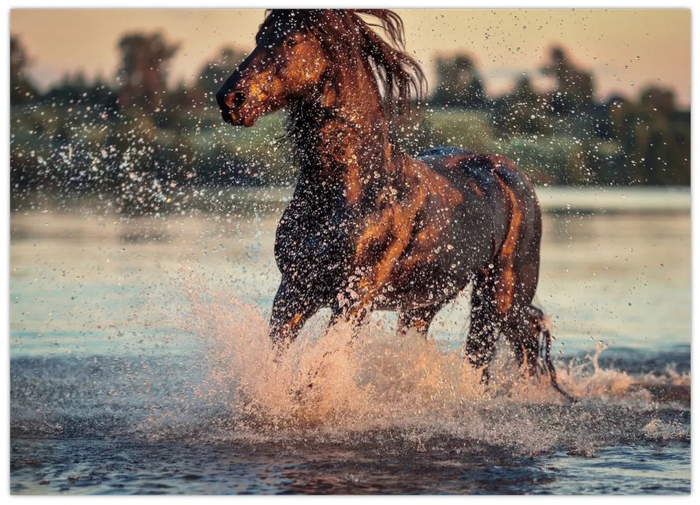 Obraz - Bežiaci kôň (70x50 cm)