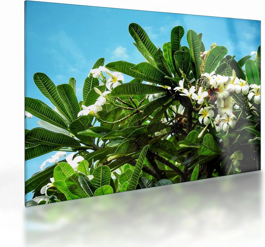 Sklenený obraz - Plumeria (70x50 cm)