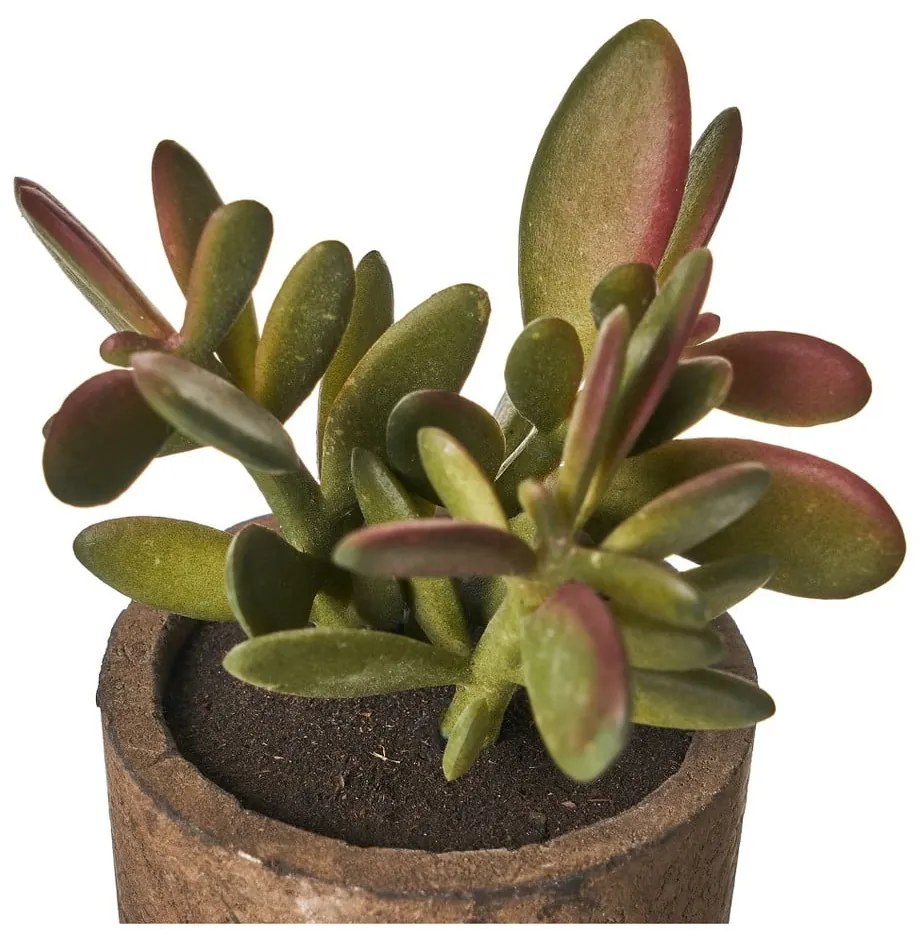 Umelé rastliny v súprave 4 ks (výška 10 cm) Cactus – Casa Selección