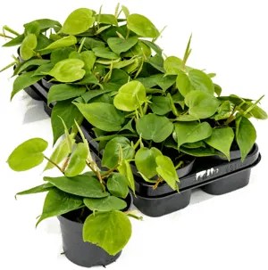 Philodendron scandens 10/tray pots 12 cm