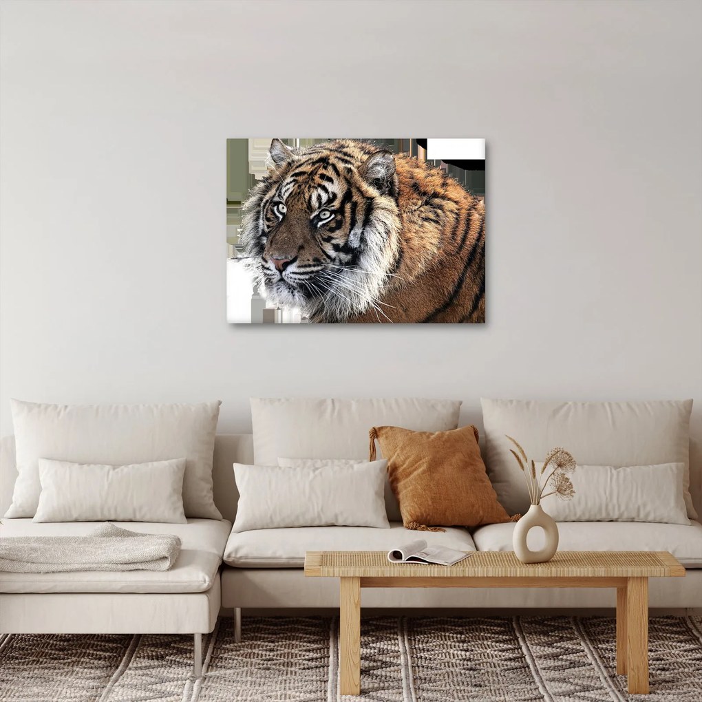 Obraz tigra (70x50 cm)