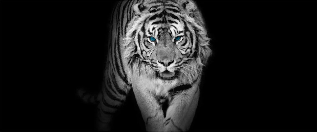 Obraz - Tiger s modrými očami (120x50 cm)