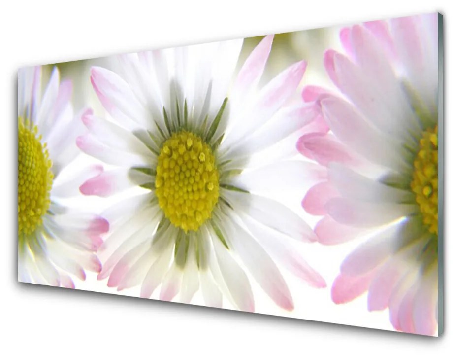 Obraz na skle Sedmokráska rastlina príroda 125x50 cm