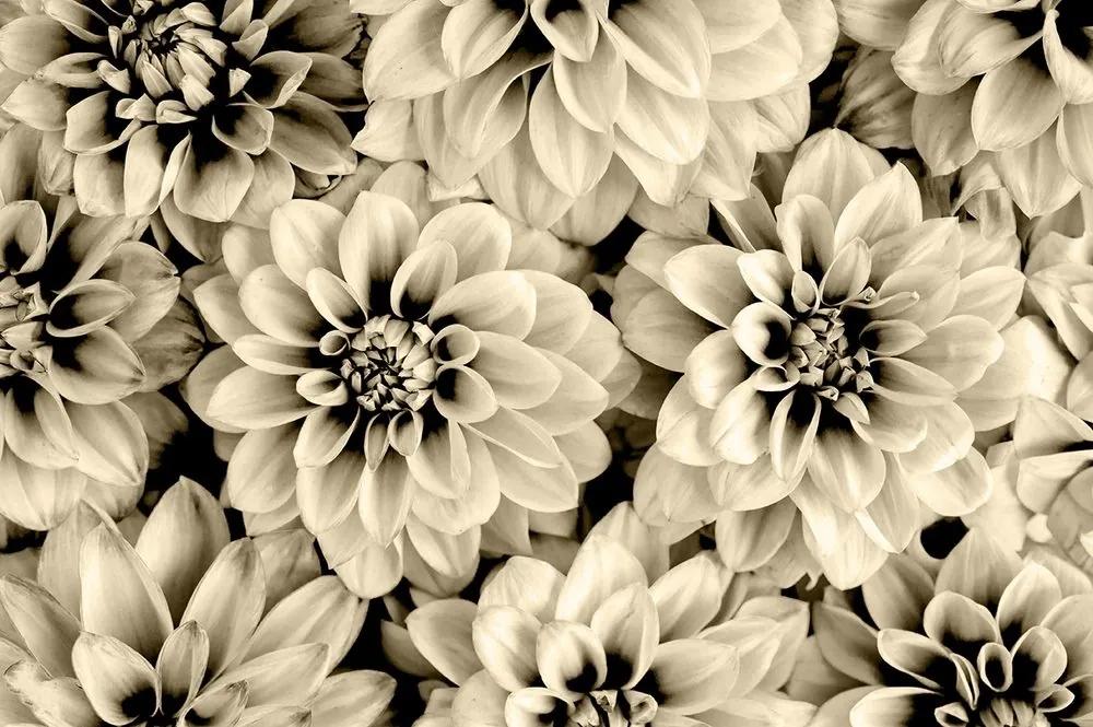 Fototapeta kvety dálie v sépiovom prevedení - 150x100