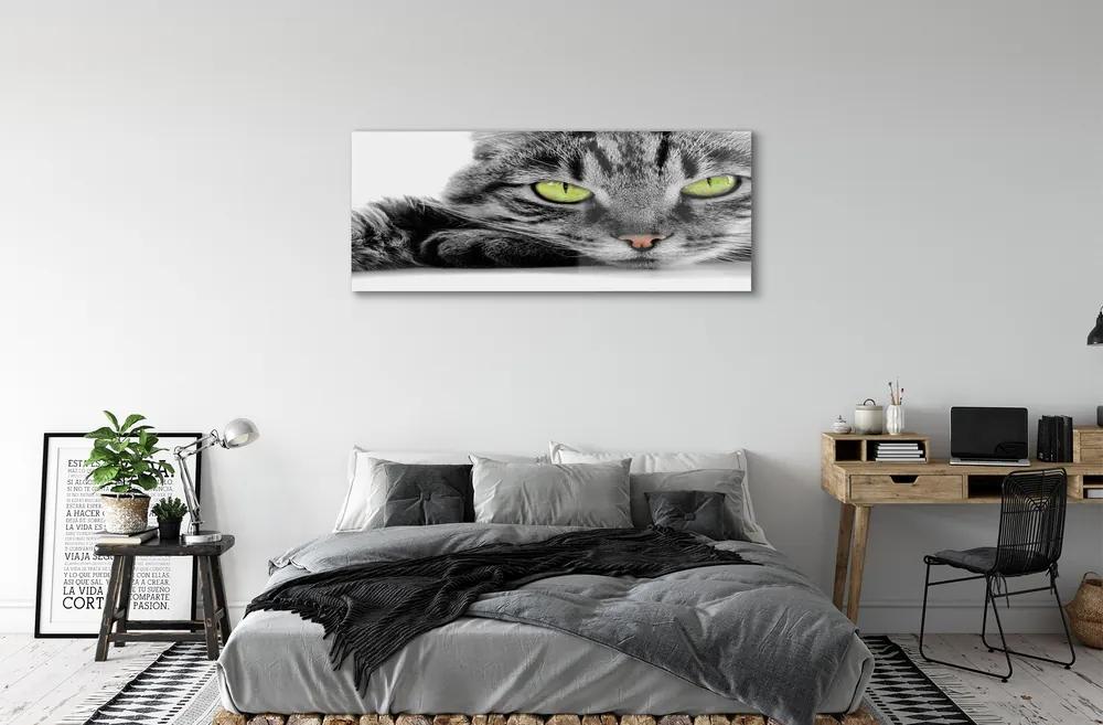 Obraz na akrylátovom skle Šedočierna mačka 120x60 cm