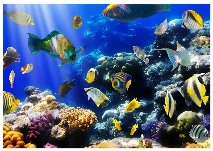 Artgeist Fototapeta - Underwater adventure Veľkosť: 250x175, Verzia: Premium