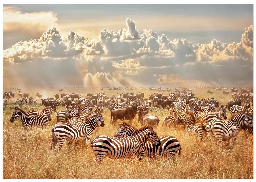 Artgeist Fototapeta - Zebra Land Veľkosť: 100x70, Verzia: Premium