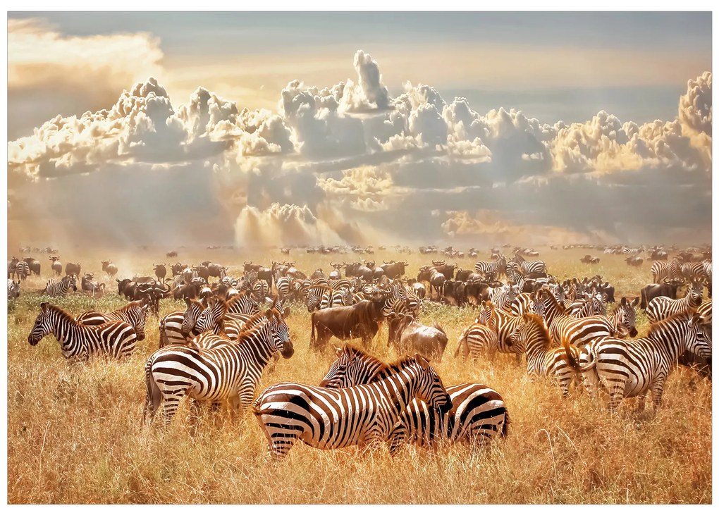 Artgeist Fototapeta - Zebra Land Veľkosť: 150x105, Verzia: Premium