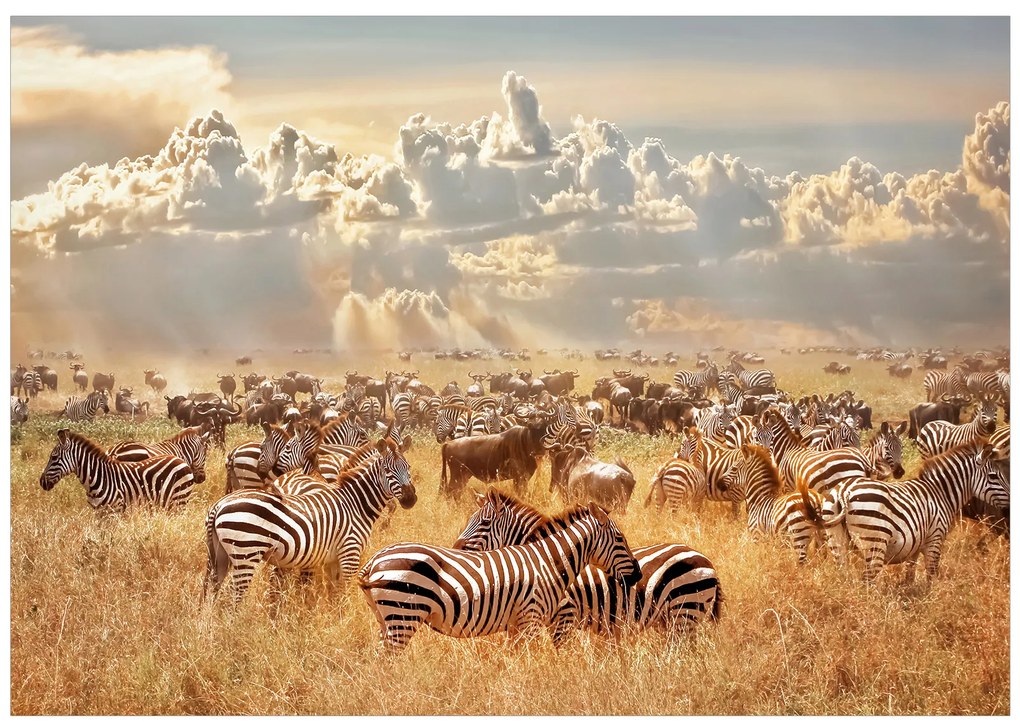 Artgeist Fototapeta - Zebra Land Veľkosť: 300x210, Verzia: Premium