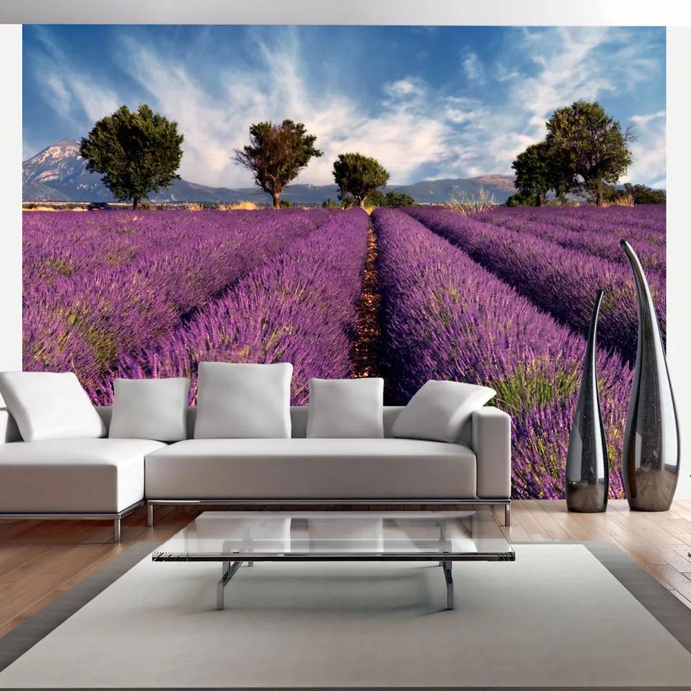 Fototapeta Bimago - Lavender field in Provence, France + lepidlo zadarmo 200x154 cm