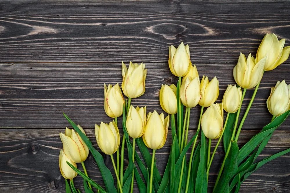 Samolepiaca fototapeta žlté tulipány na drevenom podklade - 450x300