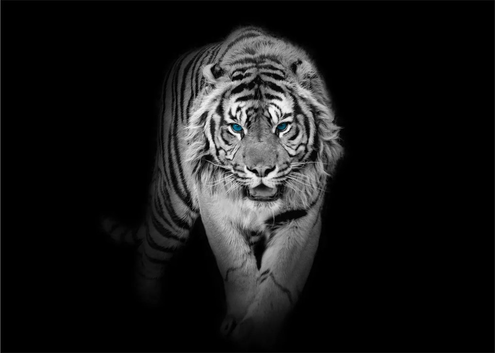 Sklenený obraz - Tiger s modrými očami (70x50 cm)
