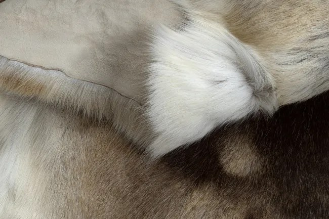 Koberec RENIFER POK016 hnedý / béžový