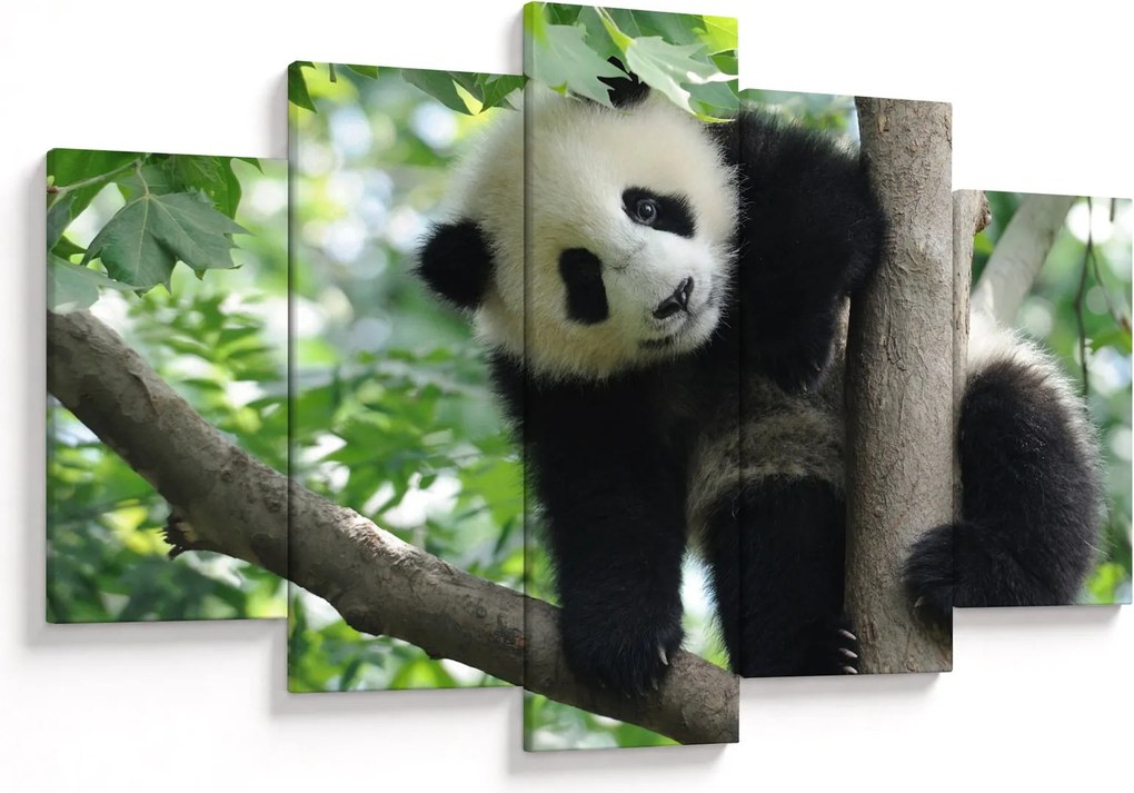 Obraz - Panda na strome (150x105 cm)
