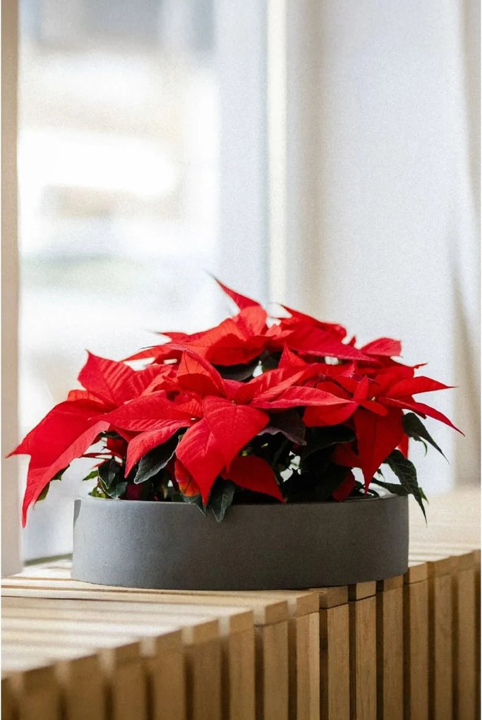 Miska na dekorácie CIRCULO, sklolaminát, Ø 40 cm, sivá