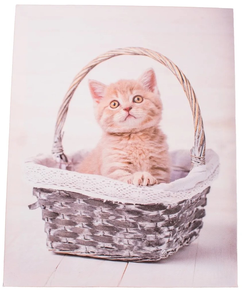 Obraz na plátne Kittie in basket, 30 x 40 cm