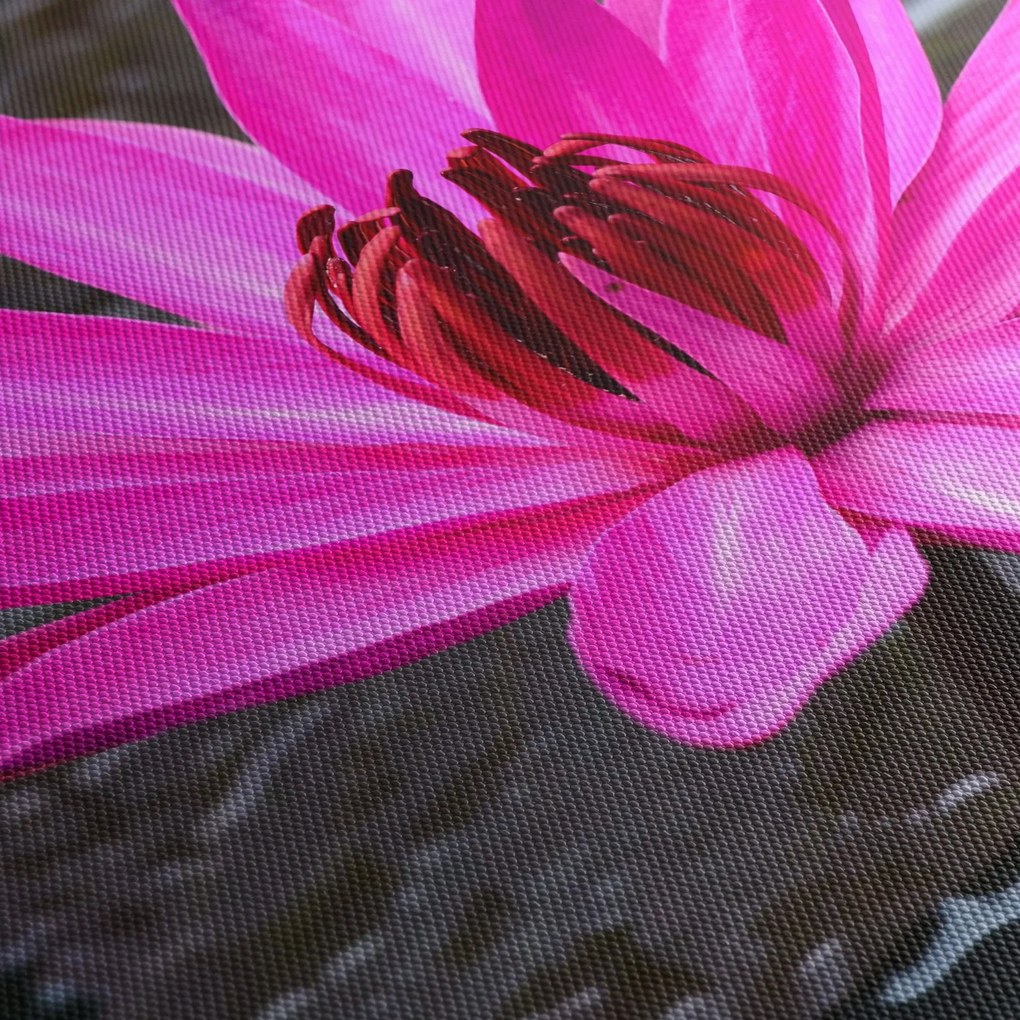 Obraz - ružový kvet (120x50 cm)