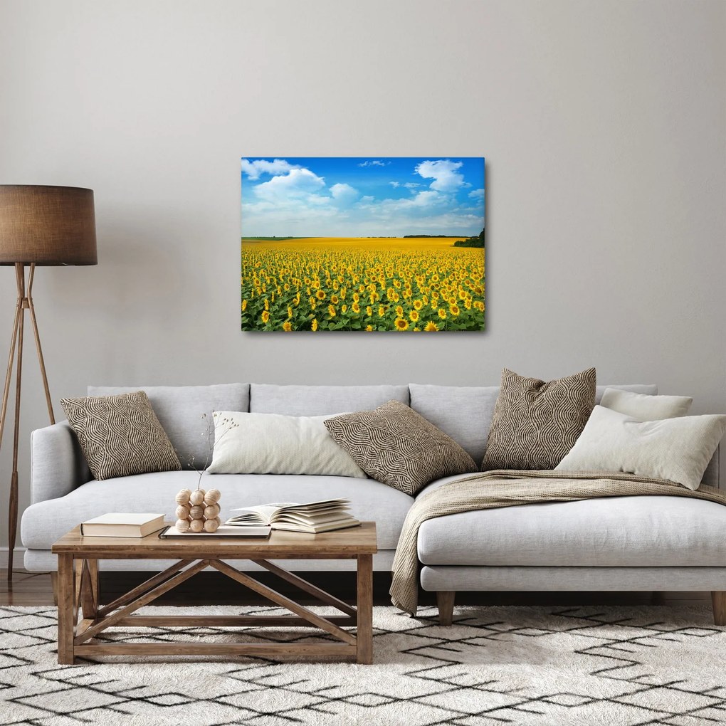Obraz - pás slnečníc (70x50 cm)