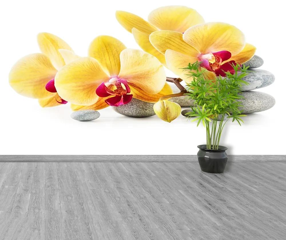 Fototapeta Vliesová Žltá orchidea 104x70 cm