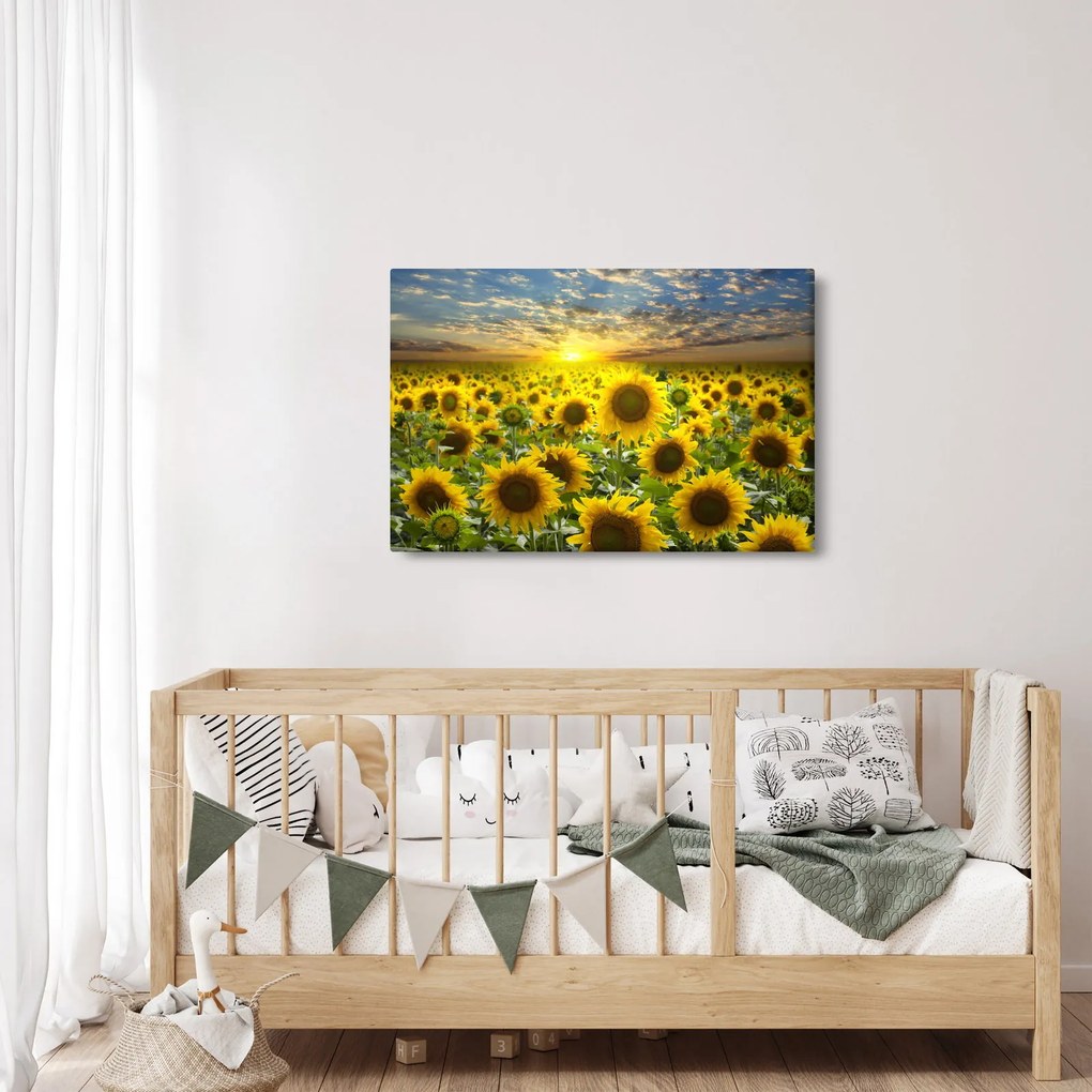 Obraz - Slnečnica pri západe slnka (90x60 cm)