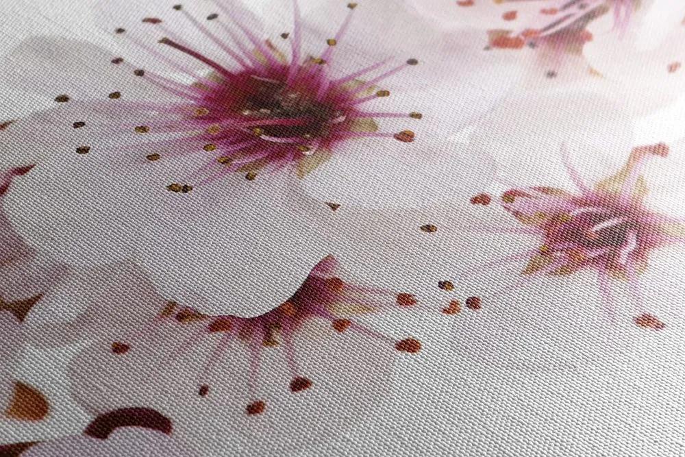 Obraz čerešňové kvety