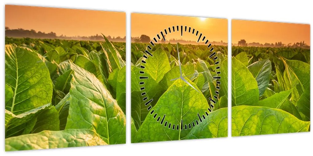 Obraz - Pole (s hodinami) (90x30 cm)