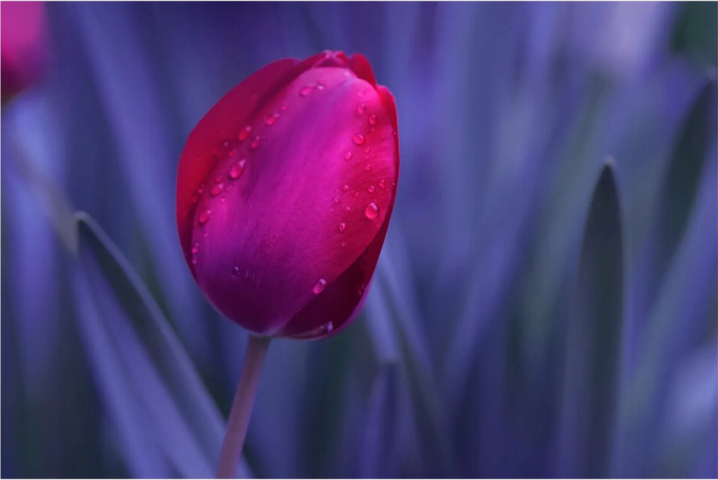 Obraz pupete tulipánu (90x60 cm)