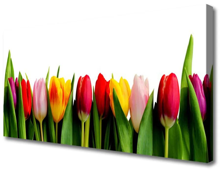 Obraz na plátne Tulipány rastlina 140x70 cm